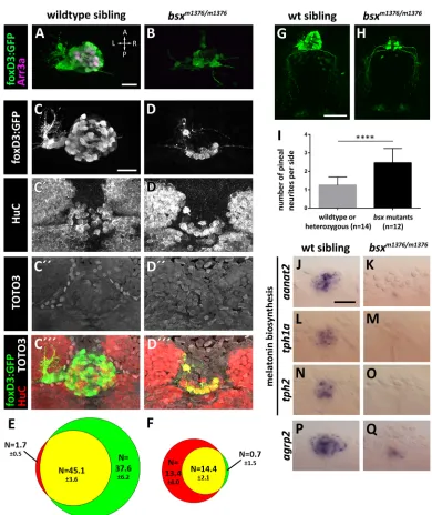Fig. 6. Abnormal PC cell differentiation in bsxtop of the images. All embryos were genotyped