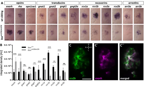 Fig. 7. Expression of genes encoding phototransduction factors is altered in bsx mutants