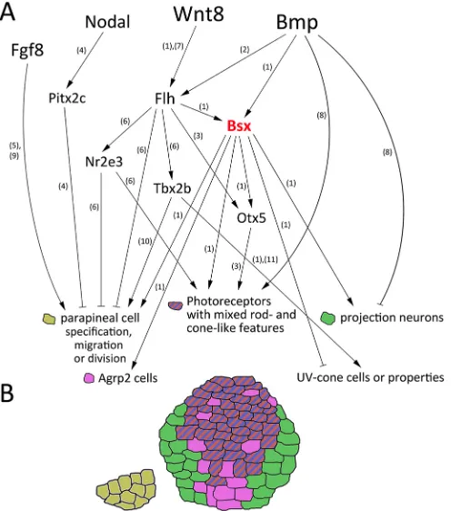 Fig. 8. Model positioning bsx in the regulatory network controlling PCdevelopment. (A) The model summarizes our findings on the epistatic positionof bsx in the PC specification network and places them relative to previouslycharacterized regulatory interact