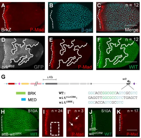 Fig. 4. wit/WIT patterning in the follicle cells depends on BRK. (A-C) The
