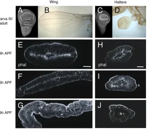 Fig. 1. Wing and haltere discs acquire different shapes inearly pupa.APF, stained with phalloidin