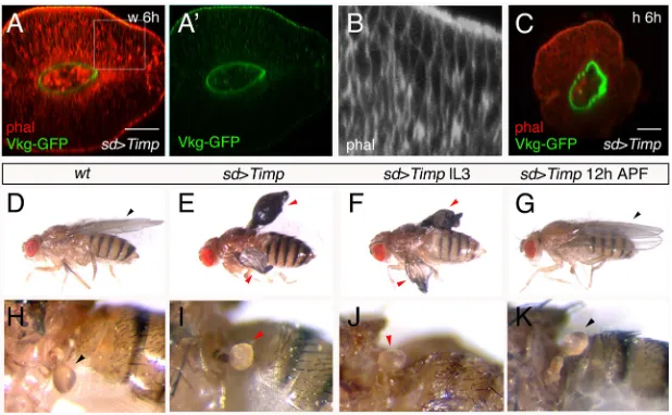 Fig. 5. Reducing Mmp activity modifies prepupal wing and haltere disc shape, and adult appendage morphology