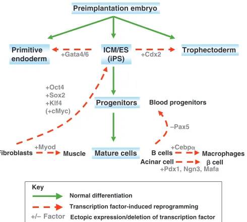 Fig. 2. Examples of transcription factor-mediatedreprogramming. Hierarchy of cell populations (blue shading) thatappear during normal development and their relationship to each other(green lines)