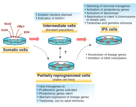 Fig. 3. Steps involved in direct reprogramming topluripotency. The starting, intermediate and end stagesof reprogramming to pluripotency that can be identifiedduring the generation of iPS cells are shown.‘Intermediate cells’ appear only transiently beforec