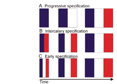 Fig. 1. French flag models illustrating potential roles of growthin embryonic patterning