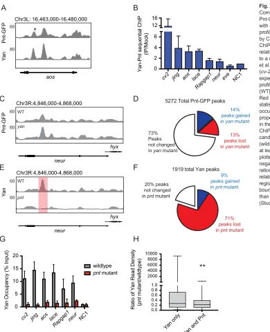 Fig. 1. Pnt recruits Yan to chromatin. (A)Comparison of ChIP-seq read density forPnt-GFP (Pnt) and Yan across argos (aos),with RefGene gene track shown belowprofiles