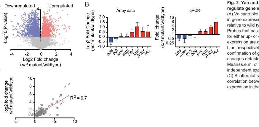 Fig. 2. Yan and Pnt negatively