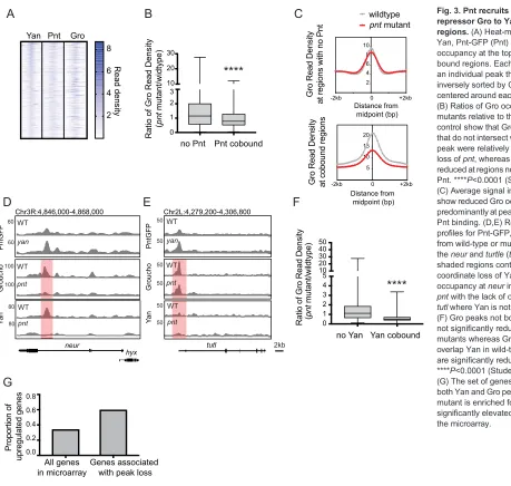 Fig. 3. Pnt recruits the co-