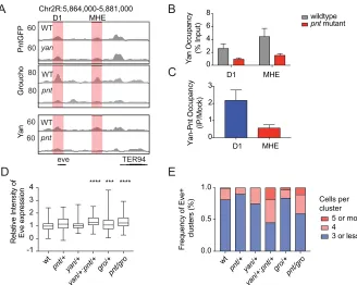 Fig. 4. Yan, Pnt and Gro collaborate to fine-tuneeve expression. (A) Read density profiles forPnt-GFP, Gro and Yan from wild-type or mutantembryos at the eve locus