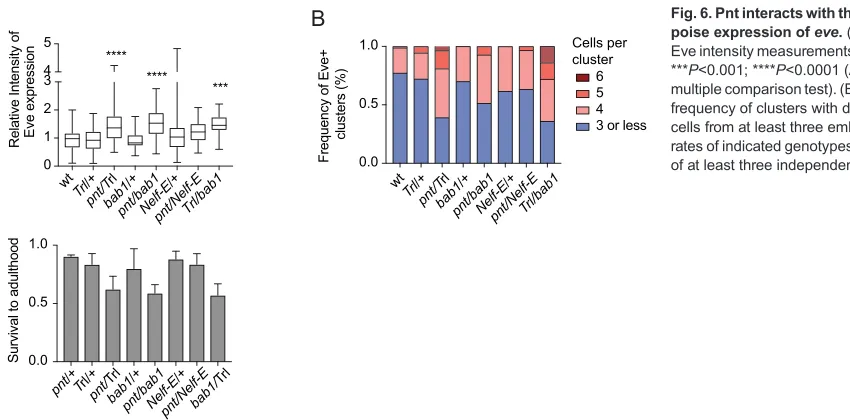 Fig. 6. Pnt interacts with the pausing machinery topoise expression of eve. (A) Box plots of relativeEve intensity measurements from at least 30 clusters.***P<0.001; ****P<0.0001 (ANOVA with Tukey’smultiple comparison test)