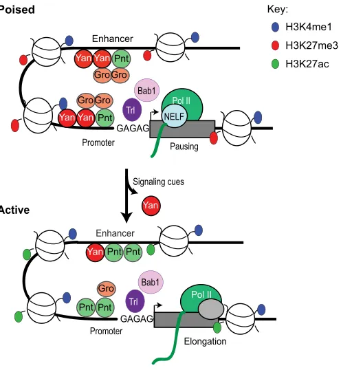 Fig. 7. Proposed model of Yan-Pnt repressive synergy. Pnt promotes therecruitment and stabilization of Yan and Gro and coordinates interactions withthe RNA pol II pausing machinery to maintain a poised state in progenitor cells.Following signaling cues, th