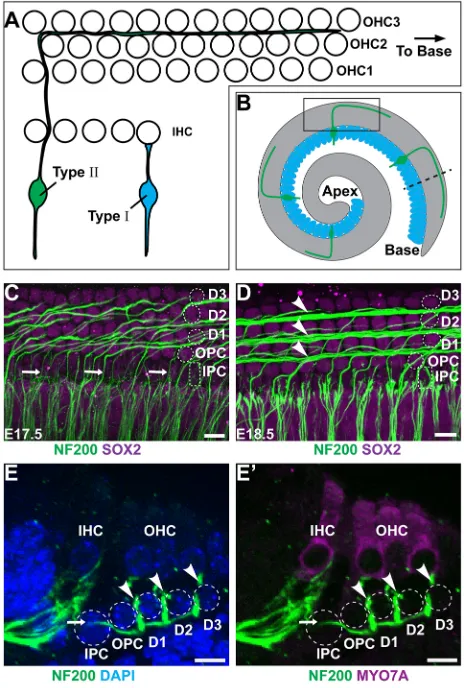 Fig. 1. Type II SGN peripheral axons have a stereotyped pattern ofcochlear innervation