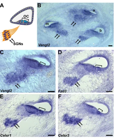 Fig. 2. Core PCP gene expression in the mouse cochlea. (A) A schematichybridizations of the E16.5 cochlea showrepresentation of a cochlear cross-section showing the location of theSGN (arrows), organ of Corti (OC) and hair cells (bracket)