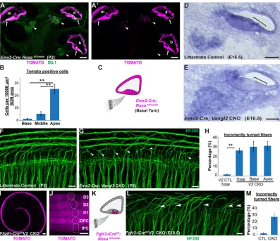 Fig. 6. Vangl2 acts non-autonomously to guide type II SGN peripheral axon turning. (A,AE14.5