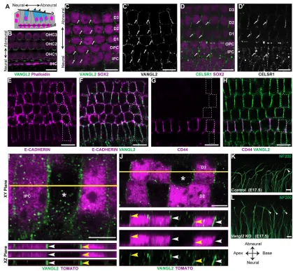 Fig. 7. Vangl2 is asymmetrically distributed along the basolateral wall of supporting cells