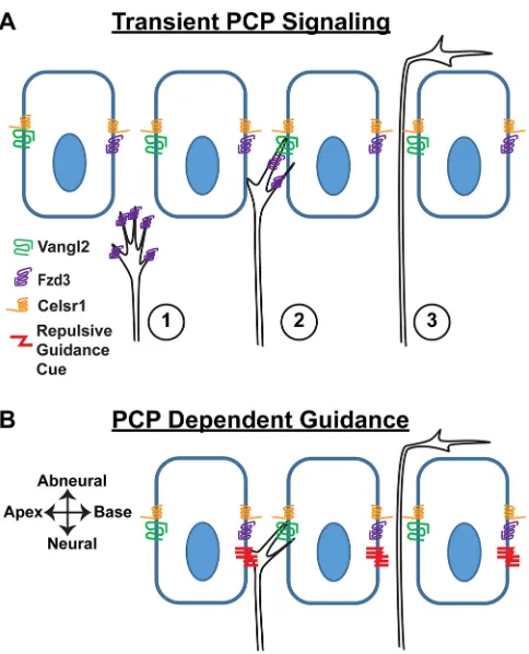 Fig. 8. Alternative models for the non-autonomous function of VANGL2 incochlear innervation.SGN growth cone and asymmetrically distributed VANGL2 at the basolateralsurface of IPCs influences growth cone dynamics such that extension of theperipheral axon is