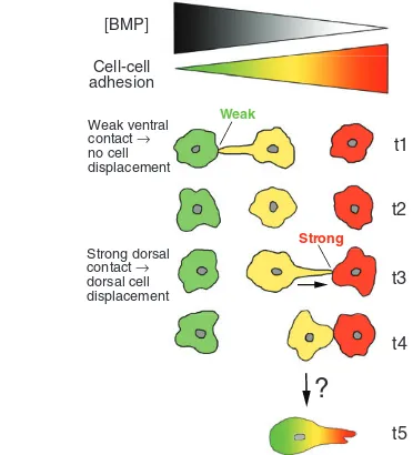 Fig. 4. Model of how an adhesion gradient could determine thedirection of cell migration during dorsal convergence incell-cell adhesiveness (von der Hardt et al., 2007)