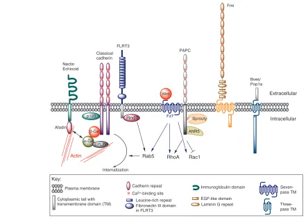 Fig. 2. Cell-cell adhesion molecules involved in gastrulation. Classical cadherins are integral membrane proteins characterized by fivewith non-canonical Wnt (PCP) signalling