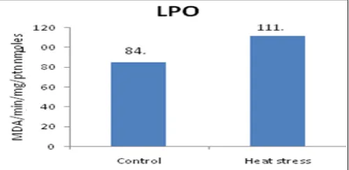 FIG. 1: COMPARISON OF LPO LEVELS IN CONTROL AND ACUTE HEAT STRESS RATS. There was a significant increase in LPO activity after heat stress (P<0.05) compared to controls