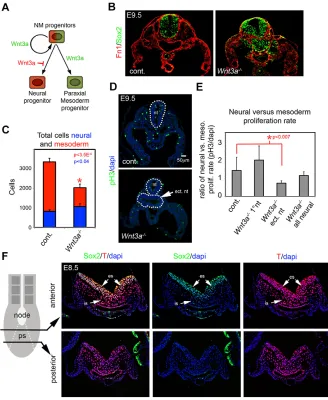Fig. 1. Loss of PMPs and expansion of neuralprogenitors inn(D) Detection of proliferating cells in E9.5 trunkregion of control andof neural and mesodermal cells at E9.5 ( Wnt3a−/− mutants is not due tochanges in cell proliferation