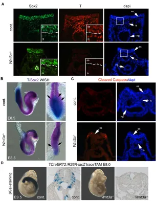 Fig. 7. Localization of NMPs in the PS region and theirresultant fate inWnt3aSox2expression in both epithelial and ingressed PS populations.Asterisk indicates non-specific secondary antibody detectionin the hindgut (hg)
