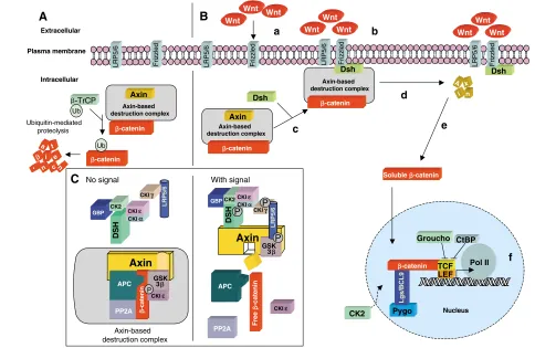 Fig. 2. The spatial and functional organization of the core mechanism of Wnt/) In the absence of ligand, aand function of the Axin-based destruction complex