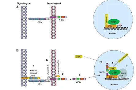 Fig. 3. Structure and functional organization of Notch signalling. Notch and its ligands (members of the DSL family) are transmembraneproteolytic cleavage, S2, in the extracellular juxtamembrane region (grey) of Notch by members of the ADAM tumour necrosis