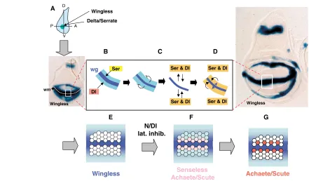 Fig. 4. Functional networking of Wnt and Notch signalling during Drosophila wing development
