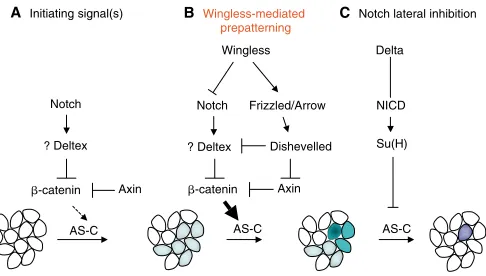 Fig. 5. Integration of prepatterning and lateral inhibitionfunctions via Wnt and Notch signalling in epidermis of the imaginal disc of and spatial patterning delimits clusters of cells (shown at the bottom)that can undergo neural specification through the 