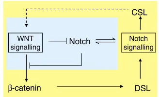 Fig. 7. Wntch as a transistor for cell fate assignments. Interactionsbetween Wnt and Notch signalling occur at two levels, as indicated bythe two colours