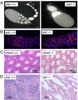 Fig. 3. The piRNA pathway is required for germlinedevelopment. (A) piwi is required for the self-renewing division