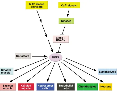 Fig. 1. Sequence conservation of MEF2. The percentage amino acididentity within the MADS, MEF2 and transcriptional activation domainsof different MEF2 proteins from various organisms relative to human (h)MEF2A