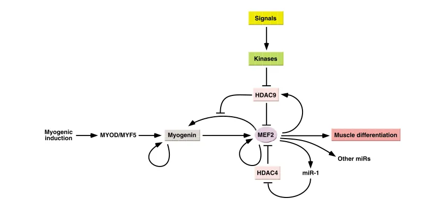 Fig. 4. MEF2 and mammalian skeletal myogenesis. Upstream inductive signals activate the expression of MYOD and MYF5, which activate themaintain its expression