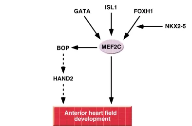 Fig. 5. Control of anterior heart field development by MEF2C.MEF2C expression in the anterior heart field is controlled by GATA4,ISL1 and FOXH1, together with NKX2-5