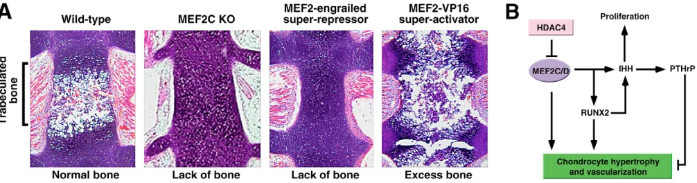 Fig. 7. Regulation of bone development by MEF2. (chondrocyte hypertrophy and vascularization of developing bones by activating a network of transcription factors and signaling molecules involvedin bone development