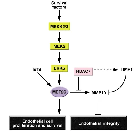 Fig. 8. MEF2 functions in the endothelium. During embryogenesis,MEF2C expression in the endothelium is dependent on ETS factors,which bind an endothelial cell-specific enhancer