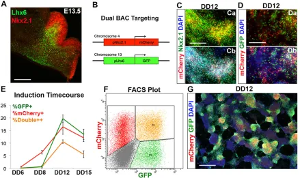 Fig. 2. Generating a dual Nkx2.1::mCherry-Lhx6::GFP BAC reporter mESC line. (A) Lhx6 (green) and Nkx2.1 (red) immunofluorescence on a coronal