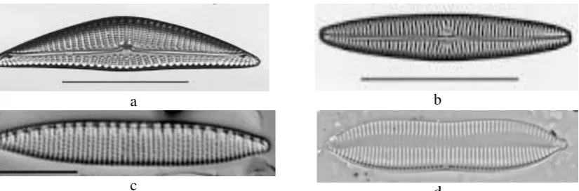 Figure 2: d Navicymbula pusilla(a), Navicula tripunctata(b), Nitzschia amphibia (c) and Nitzschia tryblionella (d) (URL 3)