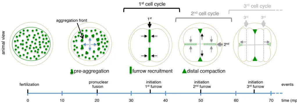 Fig. 2. aura(B,BArrows indicate cleavage planes for the first and second cell cycles. Boxedregions in A,B are shown in A mutant embryos fail to recruit germ plasm to the furrows.(A-B′) vasa RNA localizes to the furrow in wild type (A,A′) but not in aura mu