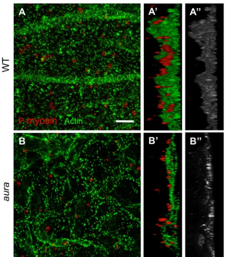 Fig. 3. Germ plasm RNP aggregates associate with Mid1ip1L-dependentcortical F-actin contractions