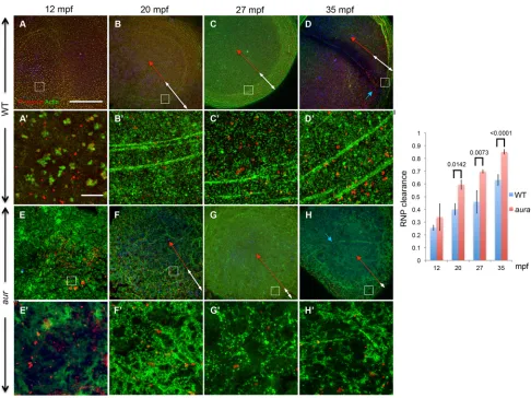 Fig. 4. Increased outward movement of germ plasm RNPs in aura/mid1ip1lof the RNP aggregating front determined upon magnification of the image