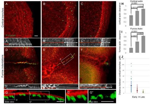 Fig. 8. F-actin cortical trenches and furrow indentations exhibit a directional progression and are associated with germ plasm RNPs