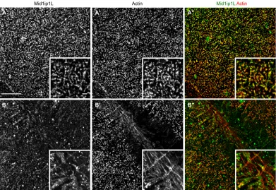 Fig. 9. Mid1ip1L protein localizes with cortex and furrow actin. (A-Bprotein with F-actin in wild-type embryos