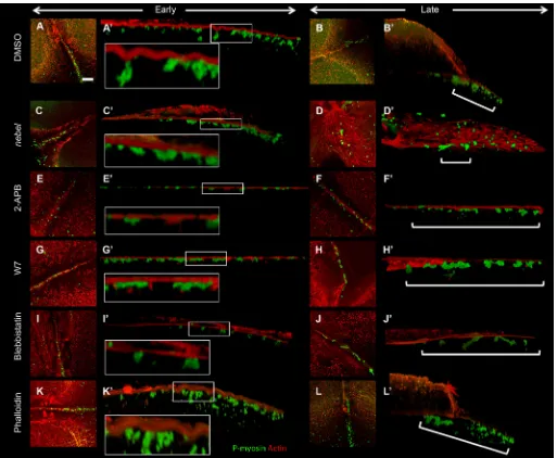 Fig. 9. Furrow F-actin contractions associated with germ plasm RNPs depend on calcium, Calmodulin and myosin