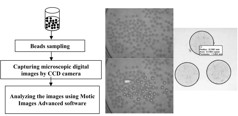 Figure 2. Steps for size analysis of alginate beads using image analysis method. 
