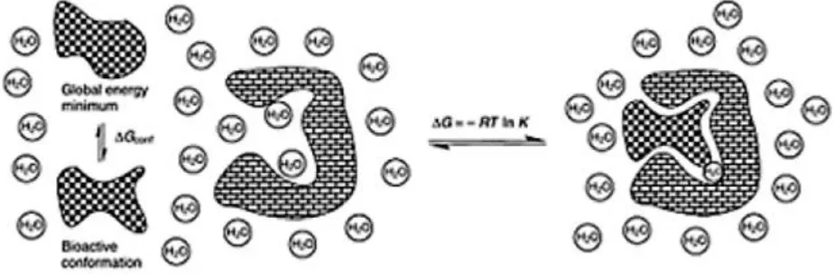 FIG 1: THE EQUILIBRIUM CHARACTERIZING THE RECEPTOR LIGAND COMPLEX INTERACTION rd