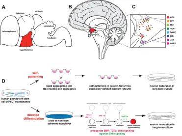 Fig. 1. In vivopurmorphamine; BMP, bone morphogeneticprotein; TGFWNT, wingless-related MMTV integration1 location and in vitrogeneration of hypothalamic neurons.(A,B) Schematic lateral views of theembryonic mammalian brain (A) and adulthuman brain (B) show