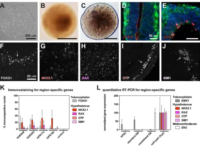 Fig. 2. Self-patterning of hPSCs to hypothalamic progenitors. (A) Human pluripotent stem cell (hPSC) colony grown in feeder-free conditions