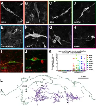 Fig. 3. Self-patterning of hPSCs toneuropetidergic neurons.by arrowheads. Analysis was performed onsectioned cell aggregates at D90 for A-K and on (A-H) hPSC-derivedcells display neuronal morphology and areimmunopositive for hypothalamic neuropeptides.HCRT