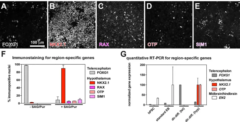 Fig. 4. Directed differentiation of hPSCs to hypothalamic progenitors. (A-E) hPSCs were subjected to directed hypothalamic differentiation andimmunostained on D12 for transcription factors indicative of telencephalic identity (FOXG1) or hypothalamic identi